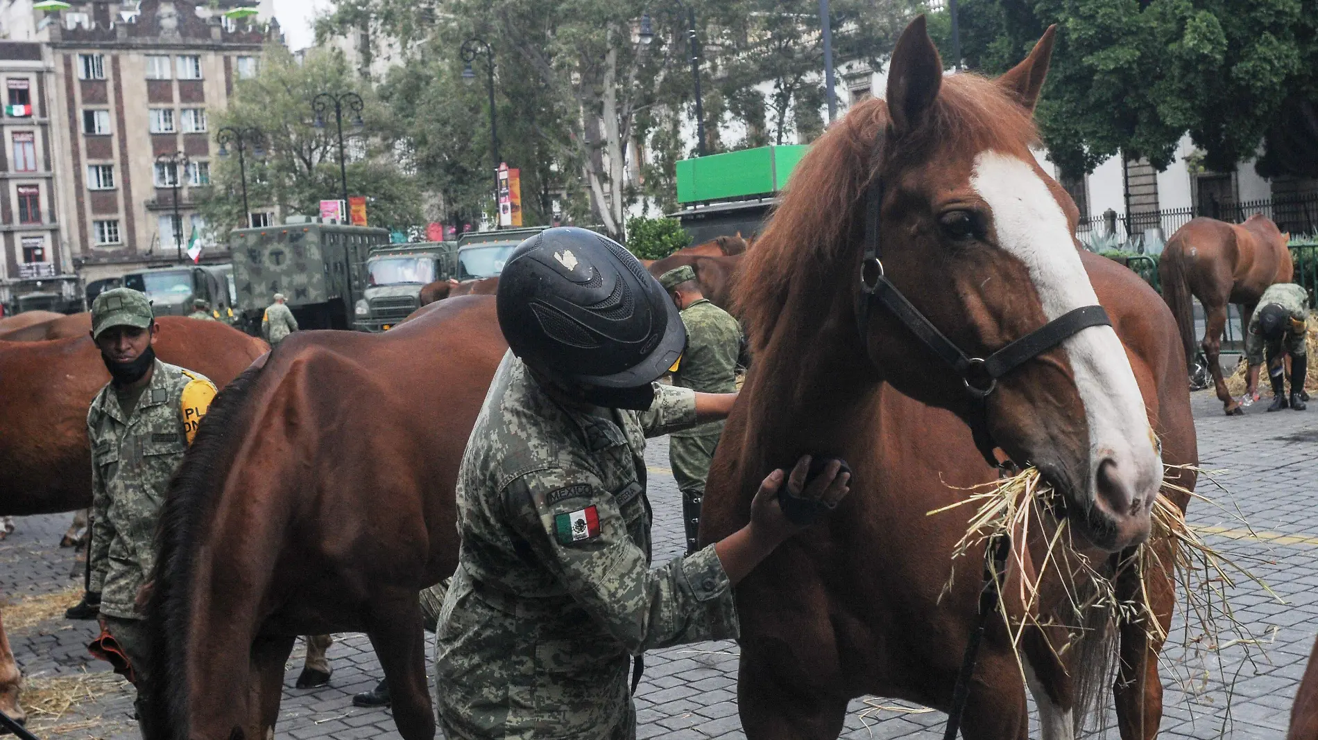 CABALLOS_SEDENA_ZOCALO_alejandro aguilar(6)